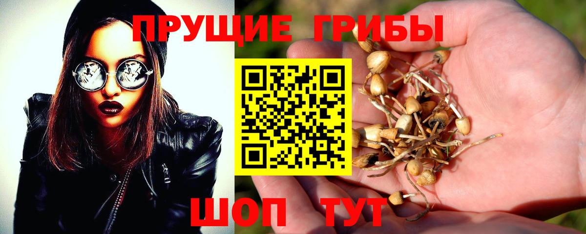 Рославль  хочу наркоту  Вход с VPN  Псилоцибиновые грибы Cubensis 